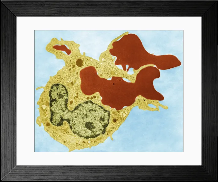 Framed Print : Human Phagocyte, Phagocytosis, TEM Framed Print : Human Phagocyte, Phagocytosis, TEM