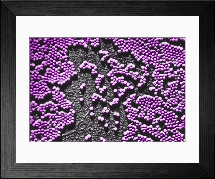 Framed Print : Human Enterovirus, Poliovirus, TEM