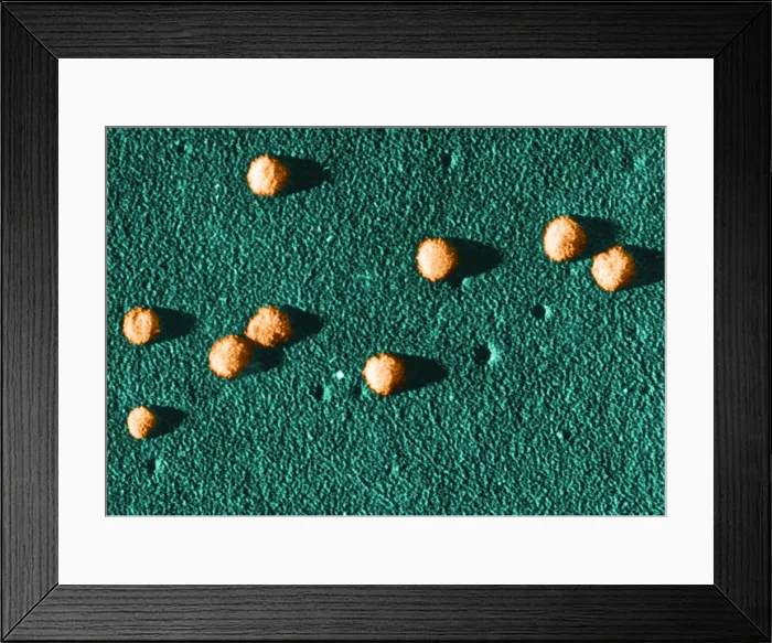 Framed Print : Influenza Virus Framed Print : Influenza Virus