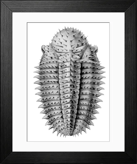 Framed Print : Trilobite Artwork
