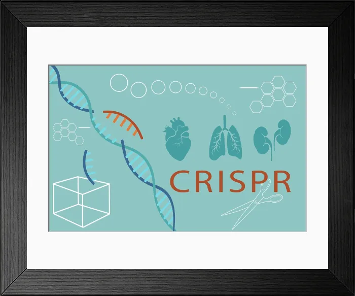Framed Print : Conceptual Illustration of CRISPR Edited Organs for Transplants Framed Print : Conceptual Illustration of CRISPR Edited Organs for Transplants