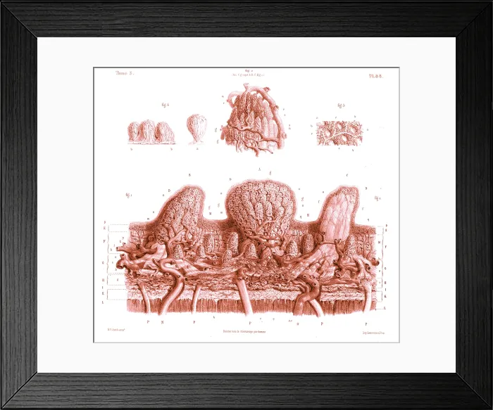 Framed Print : Skin, Microscopic Drawing, 19th Century Framed Print : Skin, Microscopic Drawing, 19th Century