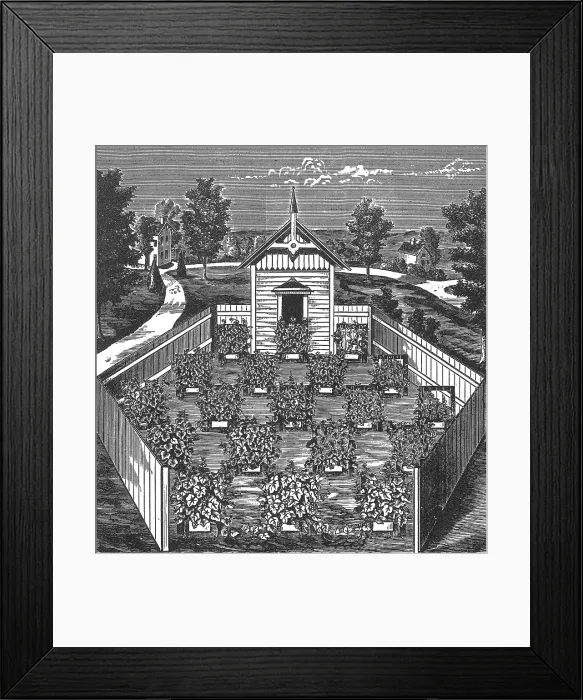 Framed Print : Vineyard Apiary and 'Swarming' the Grapevines Framed Print : Vineyard Apiary and 'Swarming' the Grapevines