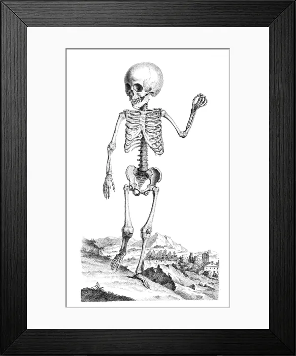 Framed Print : William Cheselden, 'Osteographia', 1733 Framed Print : William Cheselden, 'Osteographia', 1733