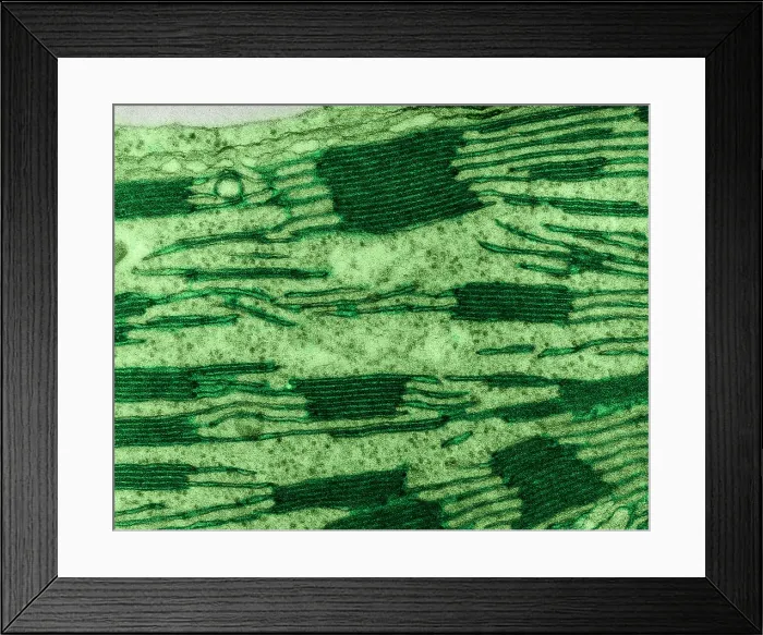 Framed Print : Chloroplast in Corn Leaf Cell, TEM Framed Print : Chloroplast in Corn Leaf Cell, TEM