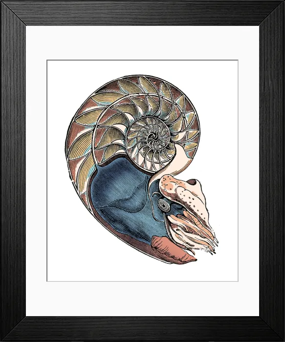 Framed Print : Nautilus, Cephalopod Framed Print : Nautilus, Cephalopod