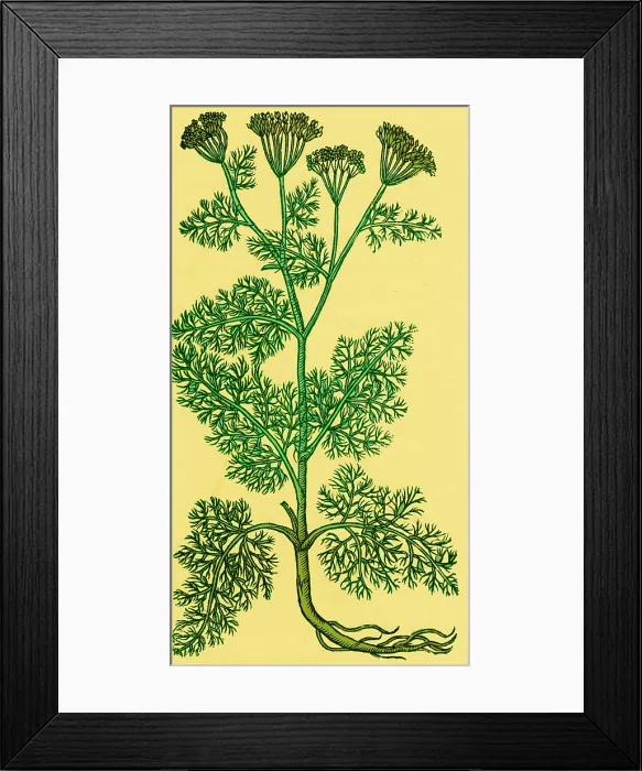 Framed Print : Anethum Graveolens, Dill Framed Print : Anethum Graveolens, Dill