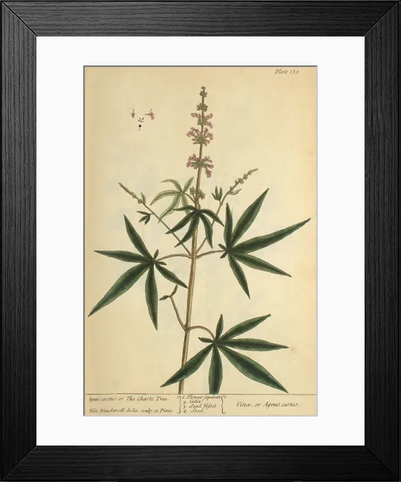 Framed Print : Agnus Castus, Medicinal Plant, 1737 Framed Print : Agnus Castus, Medicinal Plant, 1737