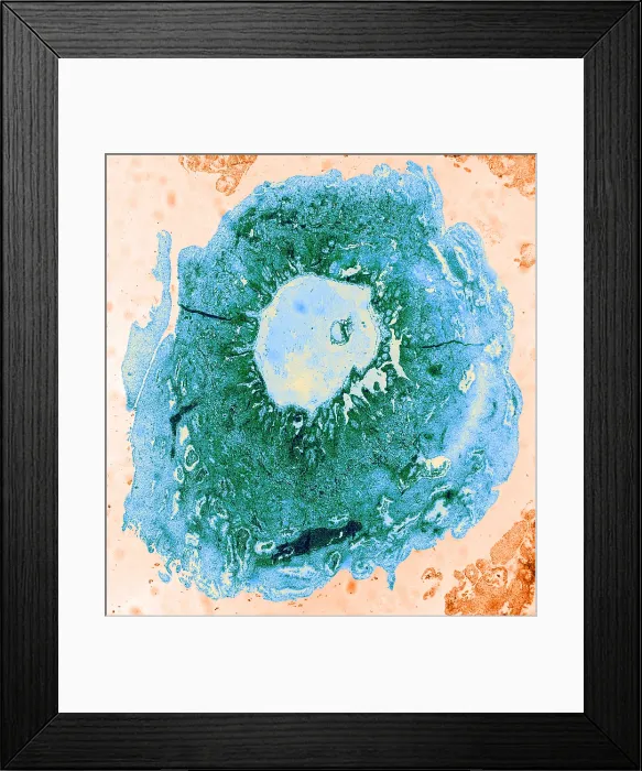 Framed Print : Human Reproduction, Ovum, TEM Framed Print : Human Reproduction, Ovum, TEM