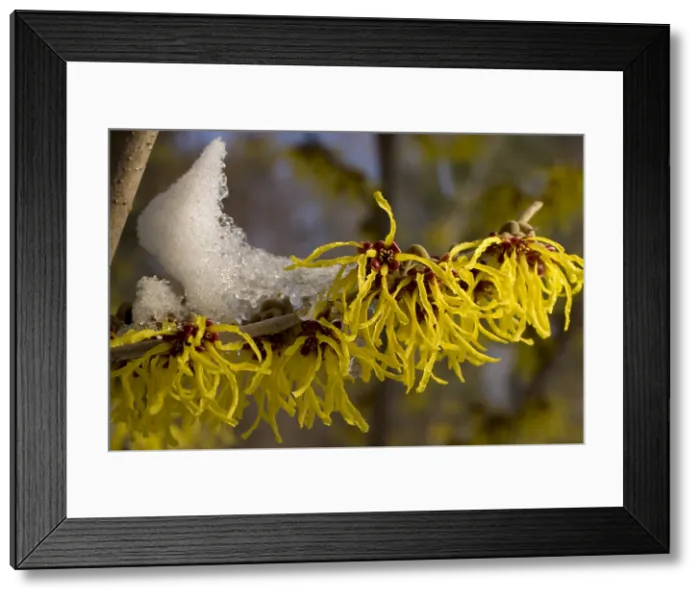 Framed Print : Chinese Witch Hazel in bloom Framed Print : Chinese Witch Hazel in bloom