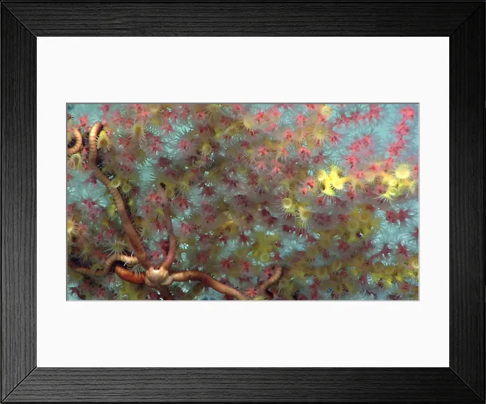 Framed Print : Bubblegum Coral Framed Print : Bubblegum Coral