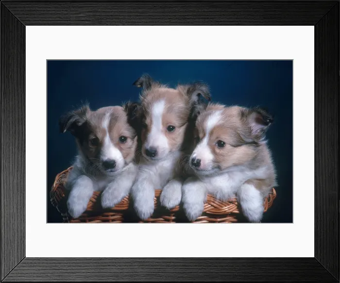 Framed Print : Sheltie Puppies Framed Print : Sheltie Puppies