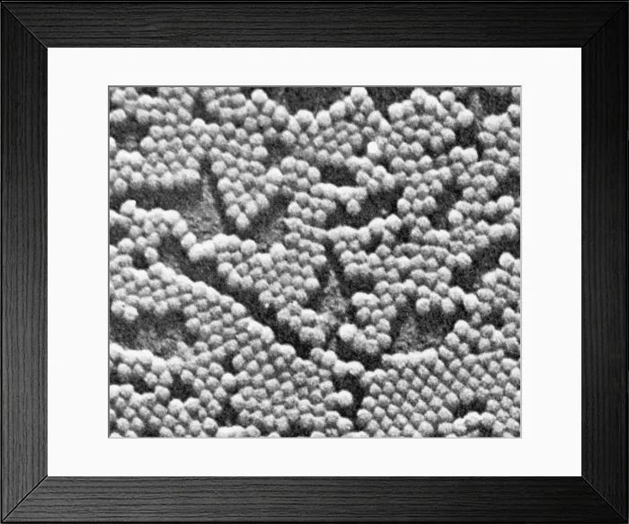 Framed Print : Human Enterovirus, Poliovirus, TEM Framed Print : Human Enterovirus, Poliovirus, TEM