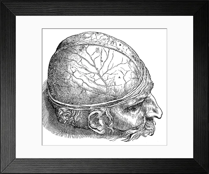 Framed Print : Human Brain, Vesalius, 16th Century Framed Print : Human Brain, Vesalius, 16th Century