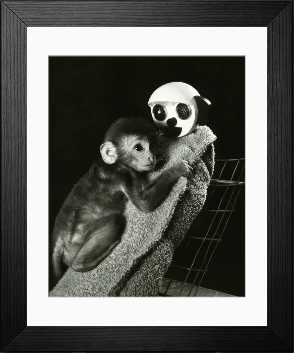 Framed Print : Animal Testing, Maternal Deprivation