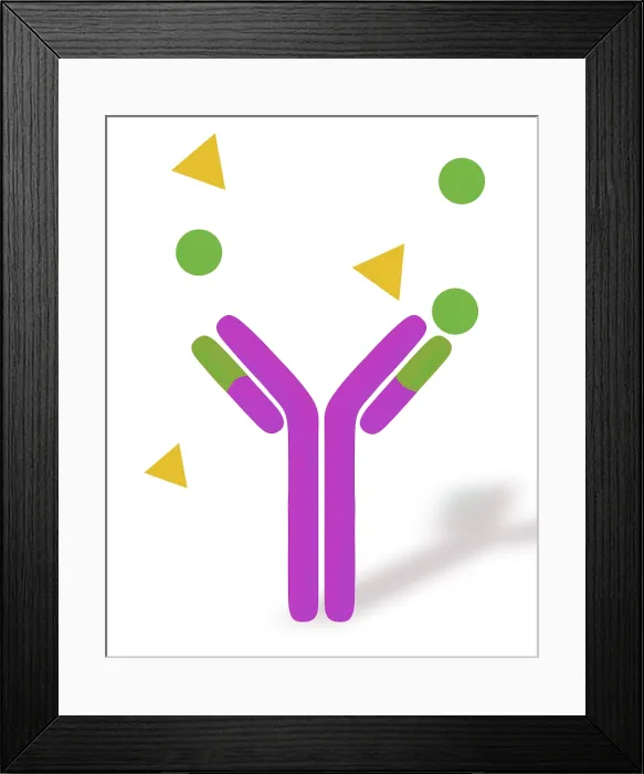 Framed Print : Monoclonal antibodies Framed Print : Monoclonal antibodies