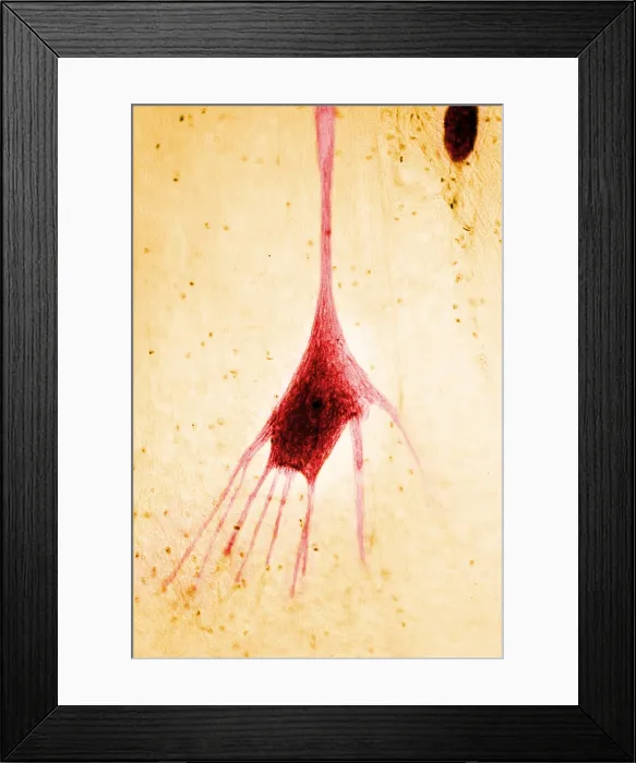 Framed Print : Nervous System, Human Neuron, light micrograph Framed Print : Nervous System, Human Neuron, light micrograph