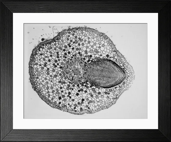 Framed Print : Willow Root Branch under a microscope Framed Print : Willow Root Branch under a microscope
