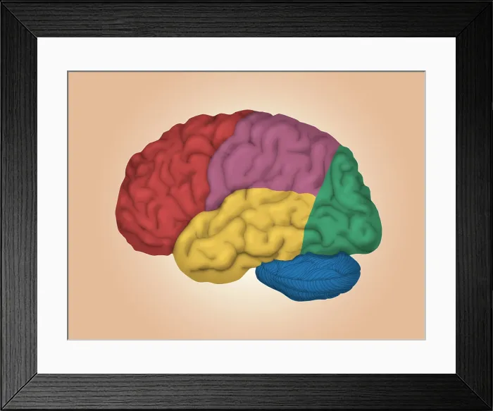 Framed Print : Human Brain, Lateral View Framed Print : Human Brain, Lateral View