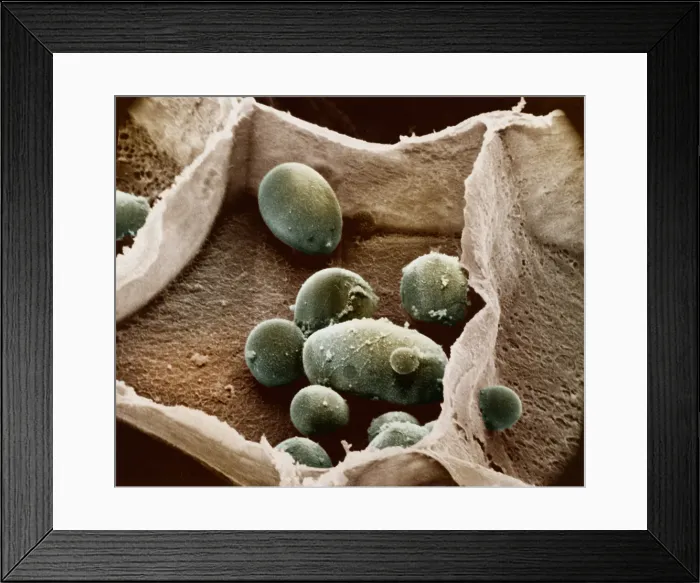 Framed Print : Potato cell with starch granules Framed Print : Potato cell with starch granules