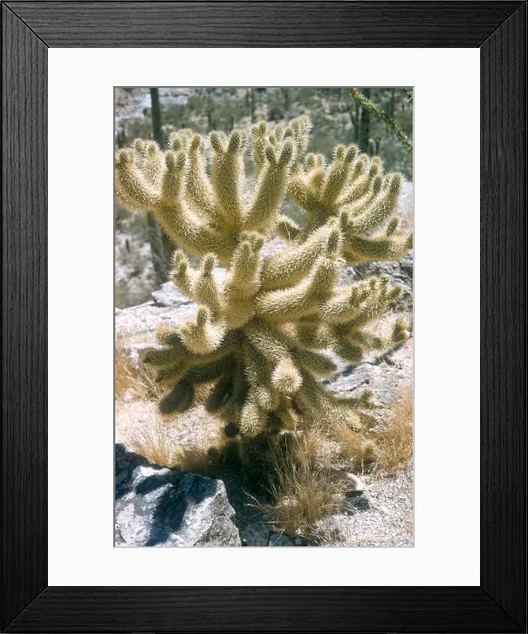 Framed Print : Teddy Bear Cholla Framed Print : Teddy Bear Cholla