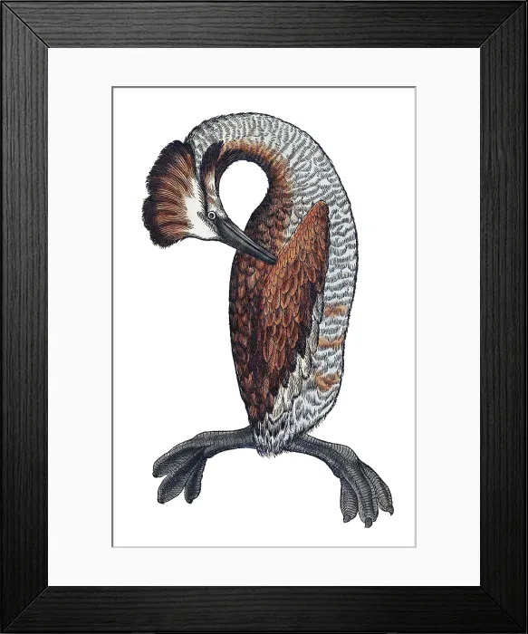 Framed Print : Gessner, Loon, 16th Century