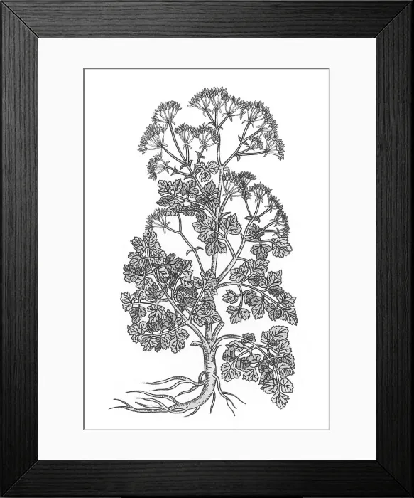 Framed Print : Cymopterus Lemmonii, Mountain Parsley Framed Print : Cymopterus Lemmonii, Mountain Parsley