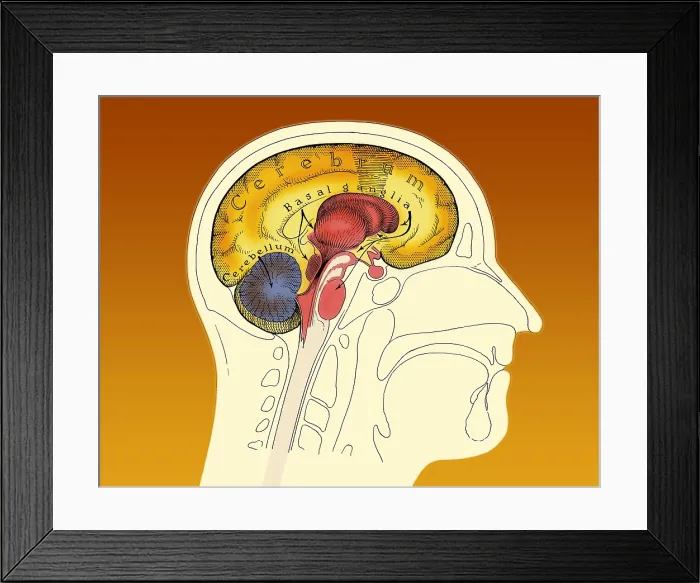 Framed Print : Human Brain Framed Print : Human Brain