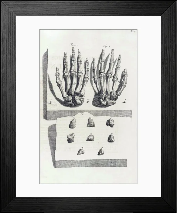 Framed Print : Anatomia humani corporis, Table 97, 1690