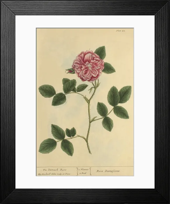 Framed Print : Damask Rose, Medicinal Plant, 1737