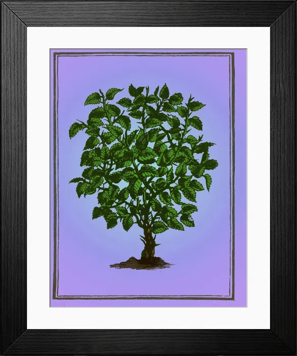 Framed Print : Myrrh. According to an ancient Oriental legend