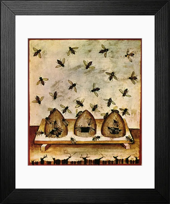 Framed Print : Tacuinum Sanitatis, Beekeeping, 11th Century Framed Print : Tacuinum Sanitatis, Beekeeping, 11th Century