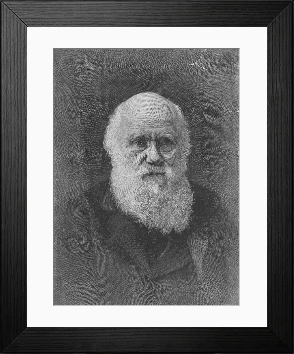 Framed Print : Charles Darwin, English Naturalist Framed Print : Charles Darwin, English Naturalist