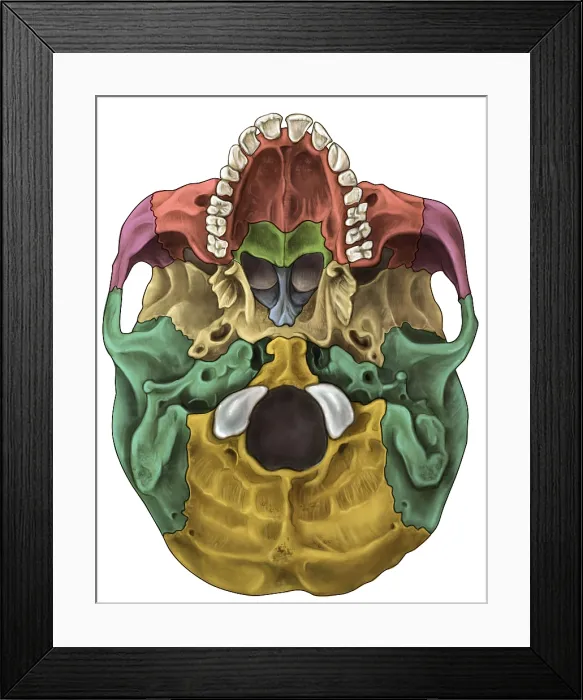 Framed Print : Bones of the Skull (Inferior)
