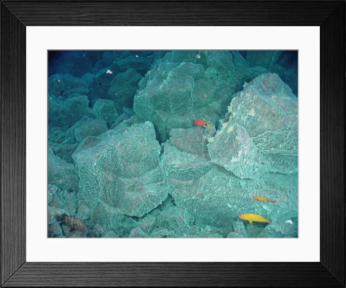 Framed Print : Hydrothermal Vent Community Framed Print : Hydrothermal Vent Community