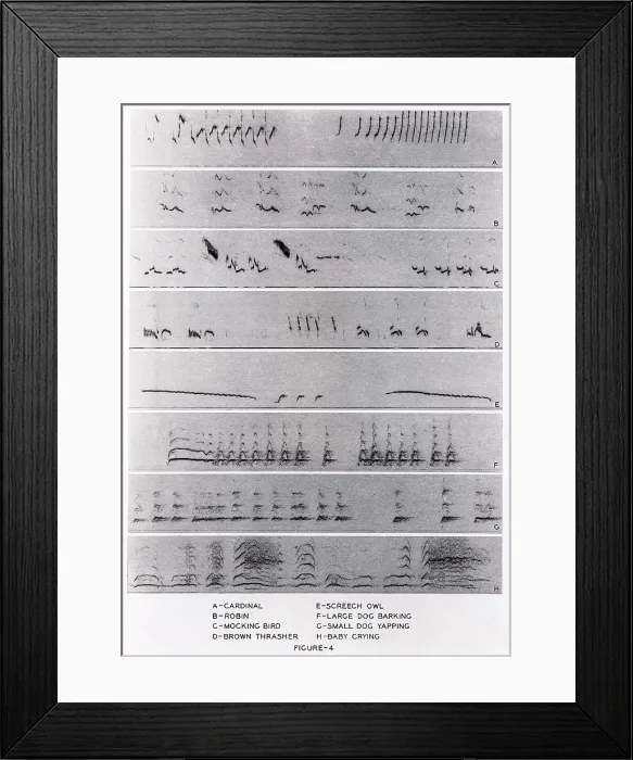 Framed Print : Audio spectrograms Framed Print : Audio spectrograms
