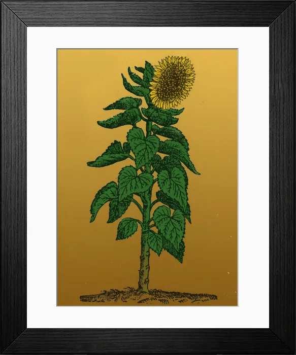 Framed Print : Sunflower. Helianthus annuus. When Francisco Pizarro in 1532 fought his way into Peru Framed Print : Sunflower. Helianthus annuus. When Francisco Pizarro in 1532 fought his way into Peru