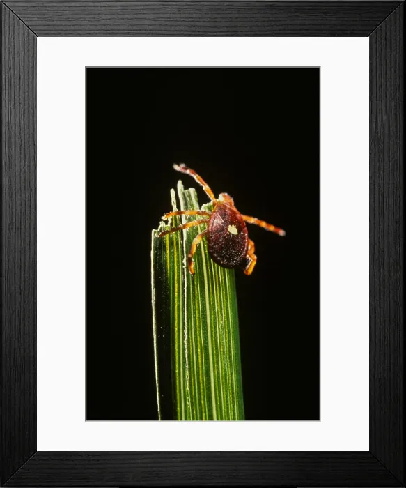 Framed Print : Lone Star Tick Framed Print : Lone Star Tick