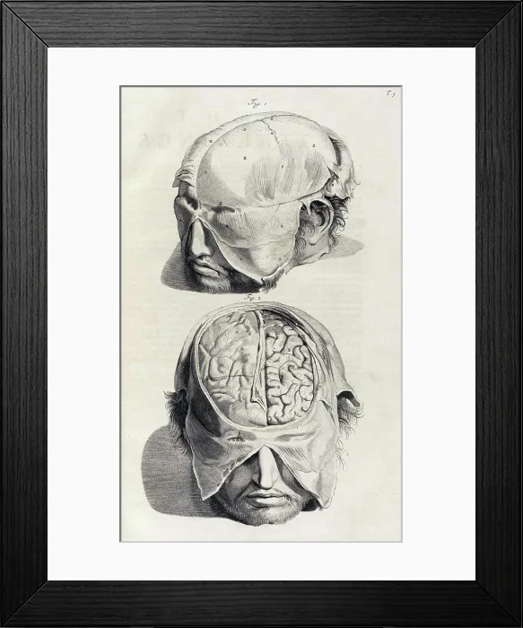 Framed Print : Anatomia humani corporis, Table 05, 1690 Framed Print : Anatomia humani corporis, Table 05, 1690