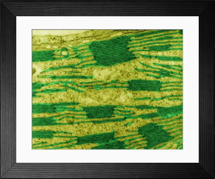 Framed Print : Chloroplast in Corn Leaf Cell, TEM Framed Print : Chloroplast in Corn Leaf Cell, TEM