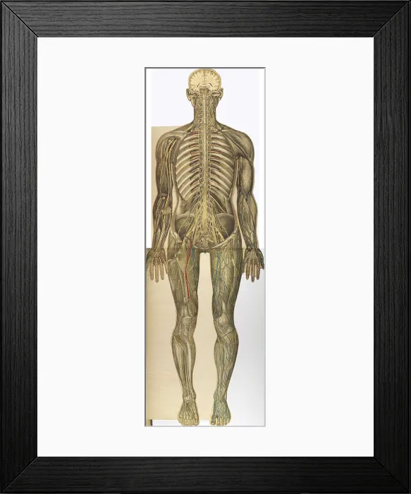 Framed Print : Julien Bougle, Le corps humain, 1899 Framed Print : Julien Bougle, Le corps humain, 1899