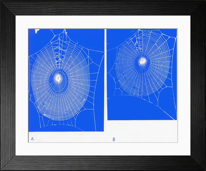 Framed Print : Effect of psilocybin Framed Print : Effect of psilocybin