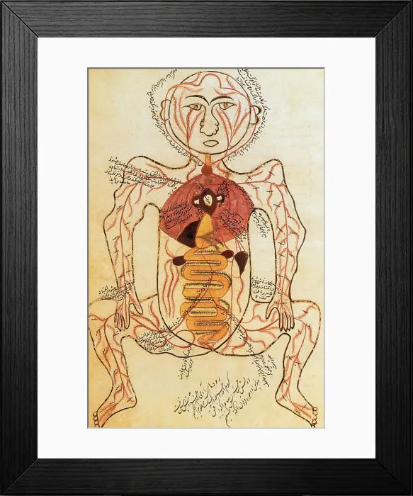 Framed Print : Digestive and Arterial Systems, 15th Century Framed Print : Digestive and Arterial Systems, 15th Century