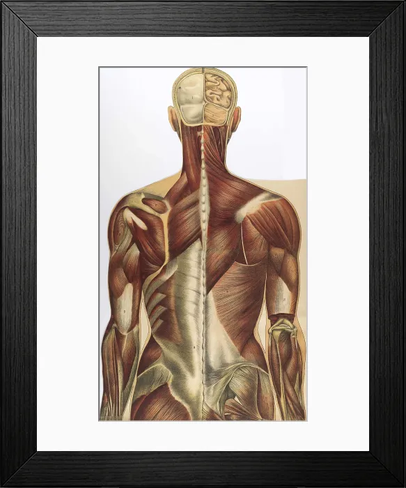 Framed Print : Julien Bougle, Le corps humain, 1899 Framed Print : Julien Bougle, Le corps humain, 1899
