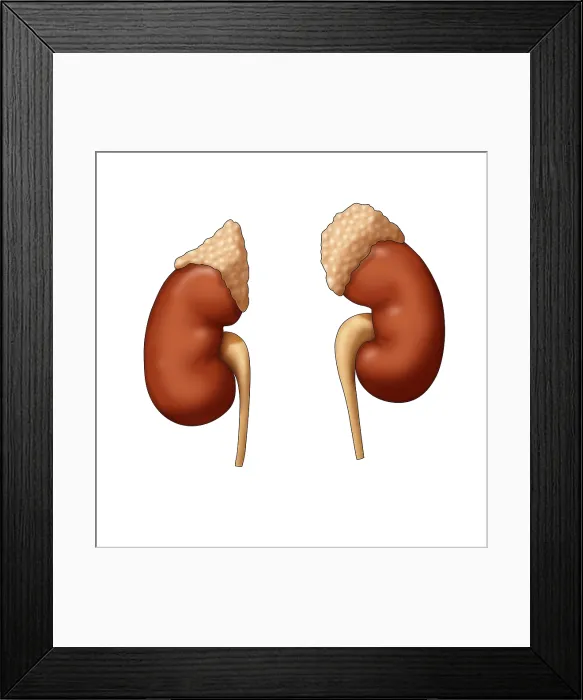 Framed Print : Adrenal Glands and Kidneys, Illustration Framed Print : Adrenal Glands and Kidneys, Illustration
