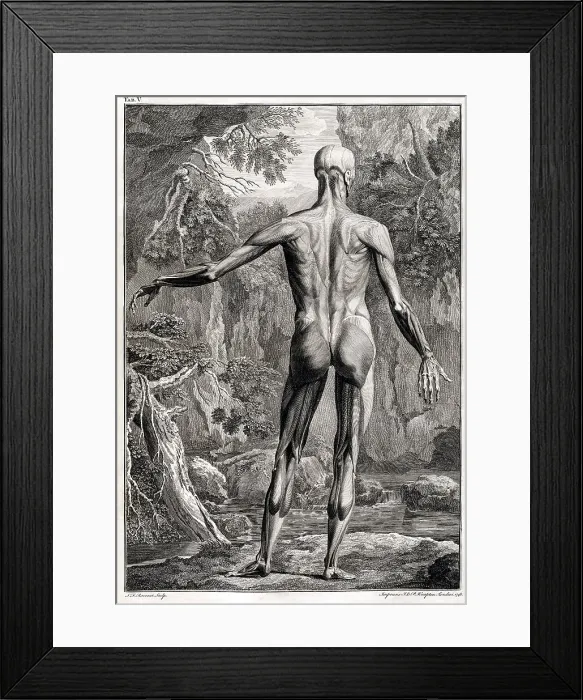 Framed Print : 18th Century Anatomical Engraving Framed Print : 18th Century Anatomical Engraving