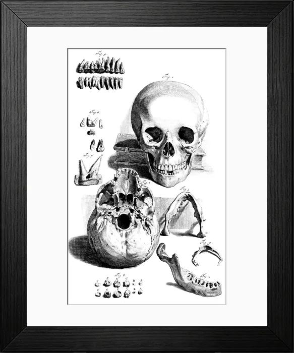 Framed Print : Anatomia humani corporis, Table 92, 1690 Framed Print : Anatomia humani corporis, Table 92, 1690