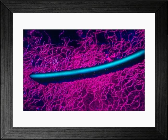 Framed Print : Proteus. EM of a long form of Proteus with its flagella Framed Print : Proteus. EM of a long form of Proteus with its flagella