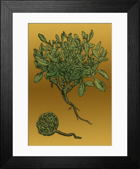 Framed Print : Anastatica Hierochuntica, Resurrection Plant Framed Print : Anastatica Hierochuntica, Resurrection Plant
