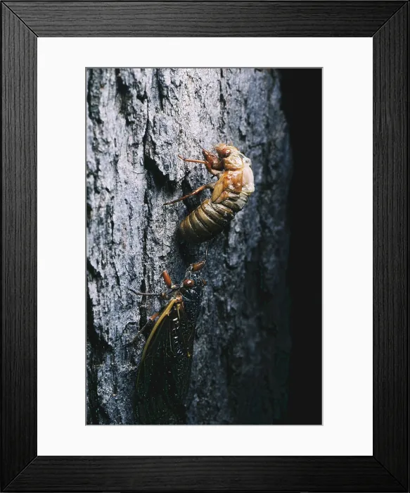Framed Print : Periodical Cicadas Framed Print : Periodical Cicadas